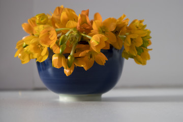 Blooming yellow Ornithogalum Dubium in blue vase