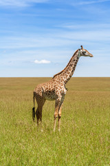Giraffe in the african savannah