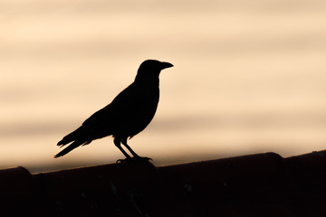 bird silhouette during sunset or sunrise. the shape is black and the sky is purple yellow and...