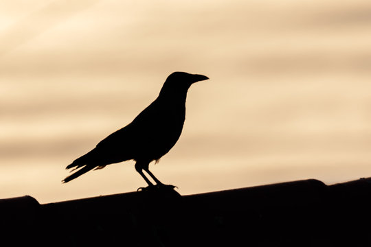 bird silhouette during sunset or sunrise. the shape is black and the sky is purple yellow and orange. the bird is flying. crow peregrine falcon hawk