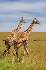 Two giraffes in the african savannah