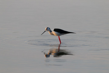 A Bird reflection in the water. It is walking or standing and appear to be merged in the...