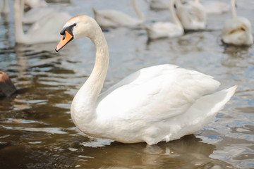white swan in the lake