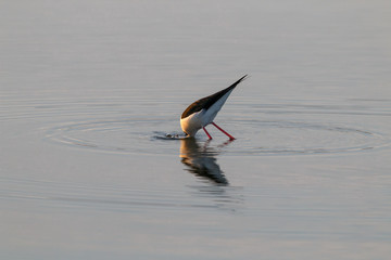A Bird reflection in the water. It is walking or standing and appear to be merged in the reflection. The water is blue. The legs are red.
