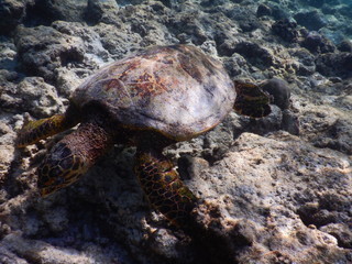 Echte Karettschildkröte Malediven