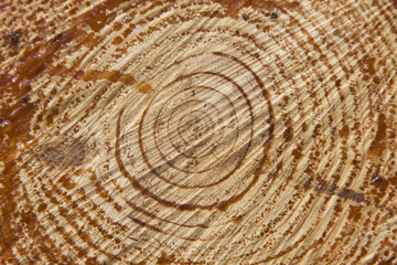 Naklejka premium Cut Wood