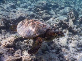 Obraz premium Echte Karettschildkröte Malediven