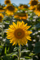 Sunflower in field