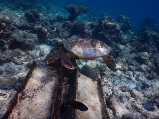 Fototapeta na wymiar Echte Karettschildkröte Malediven