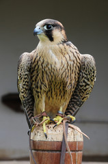 a perched Barbary falcon