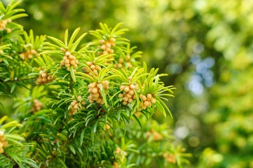 European yew Taxus baccata is a conifer native to western, central and southern Europe, northwest Africa, northern Iran and southwest Asia. Flowered.