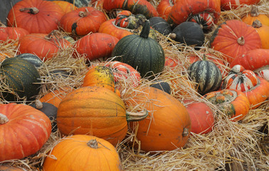 pile of pumpkins, squashes