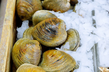 fresh iced mussel display at local market