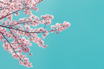 Fototapeta Vintage style of Cherry blossom sakura in spring.Japan obraz