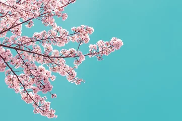 Fototapeten Vintage style of Cherry blossom sakura in spring.Japan © toptop28
