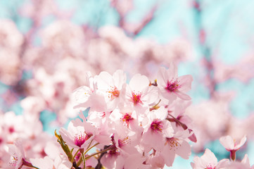 Fototapeta na wymiar Vintage style of Cherry blossom sakura in spring.Japan