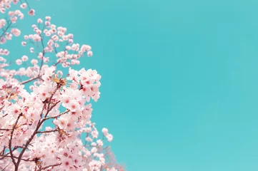 Fototapete Blumen Vintage style of Cherry blossom sakura in spring.Japan