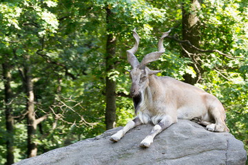 Markhor resting on a rock