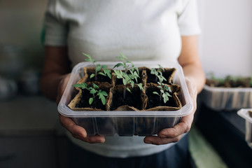 woman agronomist holding seedlings in peat pots. female hands touching the plants for planting...