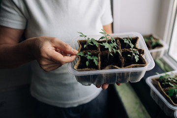 woman agronomist holding seedlings in peat pots. female hands touching the plants for planting...