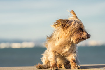 Funny dog with curiosity expression, blurred nautical background. Doggy hairy ear flying in the wind, Yorkshire Terrier brown. Hey what's up, curiosity expression