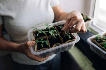 woman agronomist holding seedlings in peat pots. female hands touching the plants for planting...
