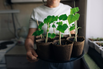 woman agronomist holding seedlings in peat pots. female hands touching the plants for planting...