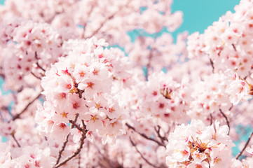 Vintage style of Cherry blossom sakura in spring.Japan © toptop28