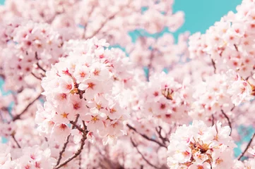 Fotobehang Vintage style of Cherry blossom sakura in spring.Japan © toptop28