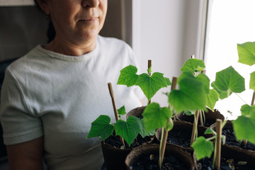 woman agronomist holding seedlings in peat pots. female hands touching the plants for planting...