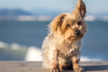 Funny dog with curiosity expression, blurred nautical background. Doggy hairy ear flying in the wind, Yorkshire Terrier brown. Hey what's up, curiosity expression