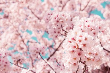 Vintage style of Cherry blossom sakura in spring.Japan © toptop28