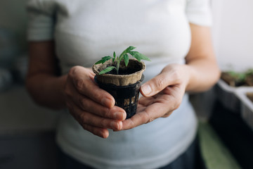 woman agronomist holding seedlings in peat pots. female hands touching the plants for planting...