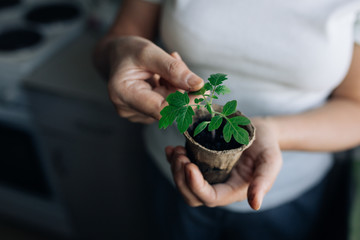 woman agronomist holding seedlings in peat pots. female hands touching the plants for planting...