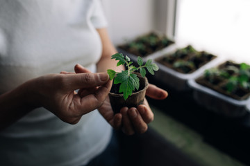 woman agronomist holding seedlings in peat pots. female hands touching the plants for planting...