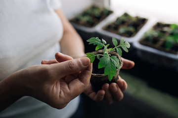 woman agronomist holding seedlings in peat pots. female hands touching the plants for planting...