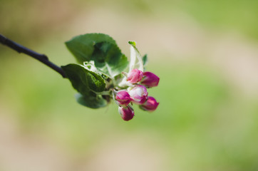 Apple-tree flower of reddish tones with unfocused background.