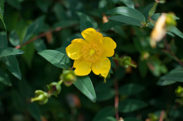 Fototapeta premium The yellow bloom of a jasmine bush.