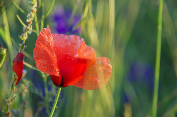 red poppy in field