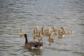 Goslings Swimming, Gold Bar Park, Edmonton, Alberta