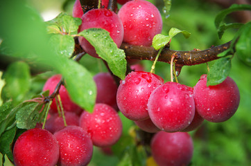 plums