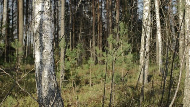 Dolly shot of a birch trees amongst spurce trees in spring
