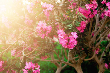 Blooming pink oleander flowers or nerium in garden. Selective focus. Copy space. Blossom spring, exotic summer, sunny woman day concept.