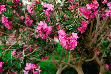 Blooming pink oleander flowers or nerium in garden. Selective focus. Copy space. Blossom spring, exotic summer, sunny woman day concept.