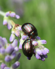 Two Chrysolina americanas, common name rosemary beetle, feeding on the flower of one of its host...