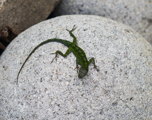 GeckoMakro
