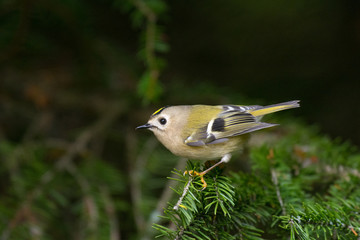 Wintergoldhähnchen