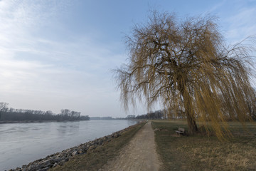 Trauerweide am Rheinufer