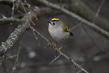 Wintergoldhähnchen