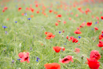 Mohnblumenfeld im Sommer